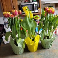 Dawna Krumanacker