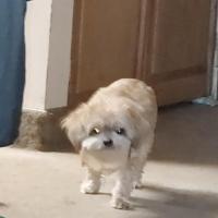 Kipp Gavin