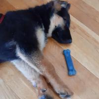 Becky Voyles