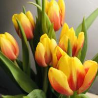 Linda Herbster