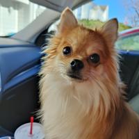 Robert Pendland