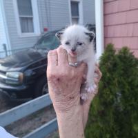 Herman martinez