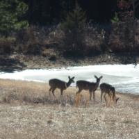 Kathleen Lyons Portell