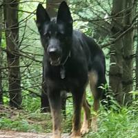 cam fraser