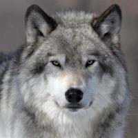 The grey wolf