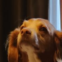 Jacqueline Albers