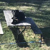 William Uber