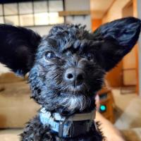 Tony Little