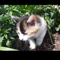 Larry Hudgens