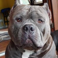M jo zim