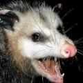 SaltyPossum