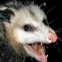 SaltyPossum