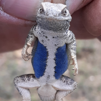 Guy Barto