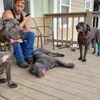 Brent