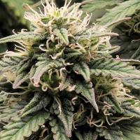 GlazingGrower