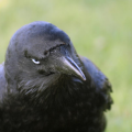 Thec Crow