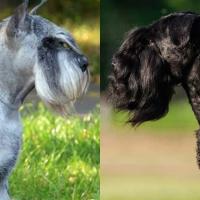 Std Schnauzer RR Breeders