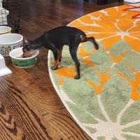 Joao Abreu