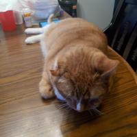 Brian Carpenter