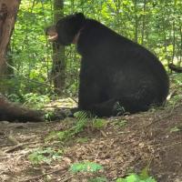 Heber Mease