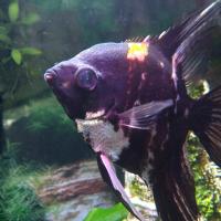David S Osborne