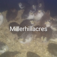 Millerhillacres