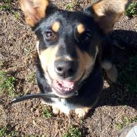 The Bloke from Australia