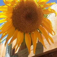 Amy Olsen
