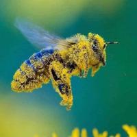 Mother Bee