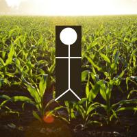 Tanning in a Cornfield