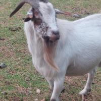 James E Jones Jr
