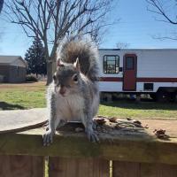 ROWDY-DOWDY