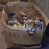 Charles Walls
