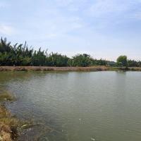 Thanh tuan