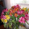 Debbie Phillips
