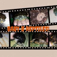 Baby B Reptile Rescue