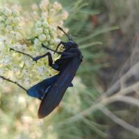 Josh Bishop