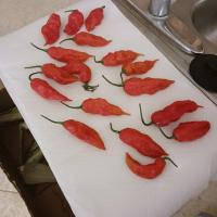 ROBERT MURRAY