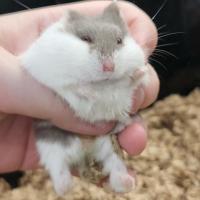 Ham
