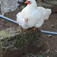 Margherita Laccertosa