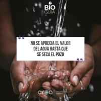 Carolina Carol