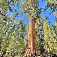 Sequoia Sky
