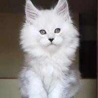 Felyne