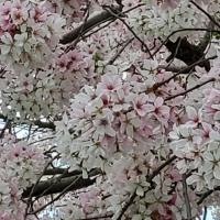 Yolanda Dove-Quigley