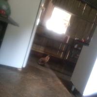 Bellina S