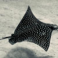 Patricia Fernandez