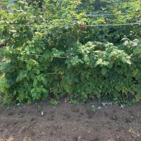Kelly Riome