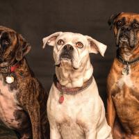 GROOMY Pet Supplies
