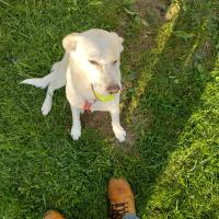 Richard Spring