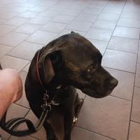 Janet Eye